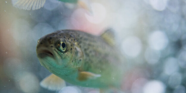 Eine schwimmende Forelle