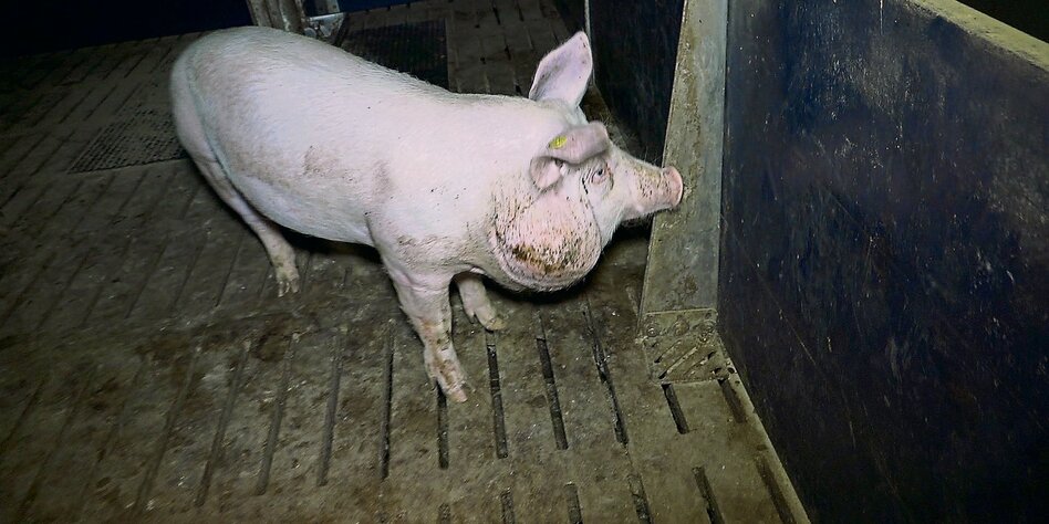 Keine artgerechte Haltung: Auswüchse des Systems Keine artgerechte Haltung: Auswüchse des Systems