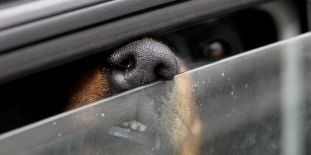 Ein Hund steckt seine Schnauze aus einem etwas geöffneten Autofenster Ein Hund steckt seine Schnauze aus einem etwas geöffneten Autofenster