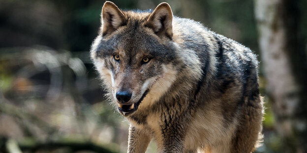 Ein Wolf Ein Wolf