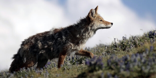 ein Wolf ein Wolf