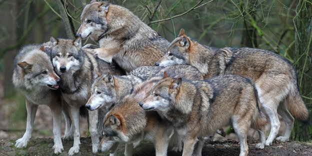 Viele Wölfe in einem Naturpark Viele Wölfe in einem Naturpark