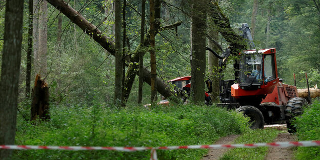 Eine Forstmaschine fällt einen Baum in einem Wald Eine Forstmaschine fällt einen Baum in einem Wald