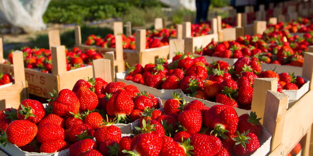 Kisten mit Erdbeeren Kisten mit Erdbeeren