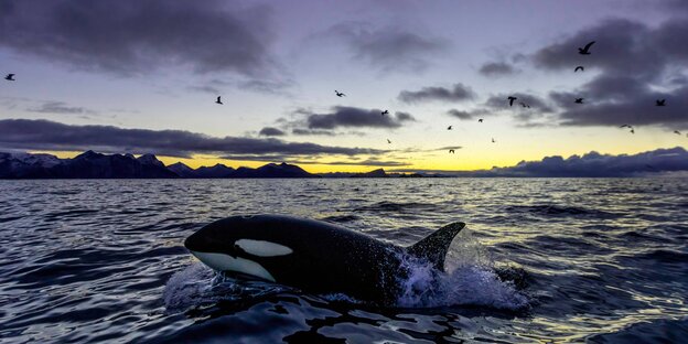 Ein Orca taucht im Sonnenuntergang auf Ein Orca taucht im Sonnenuntergang auf
