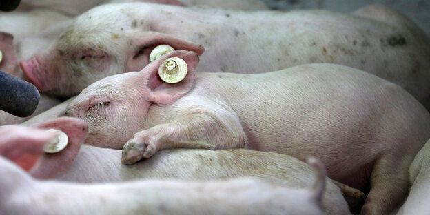 kleine rosa Ferkel liegen gequetscht nebeneinander kleine rosa Ferkel liegen gequetscht nebeneinander