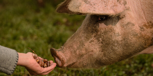 Schwein nähert Hand mit Eicheln Schwein nähert Hand mit Eicheln