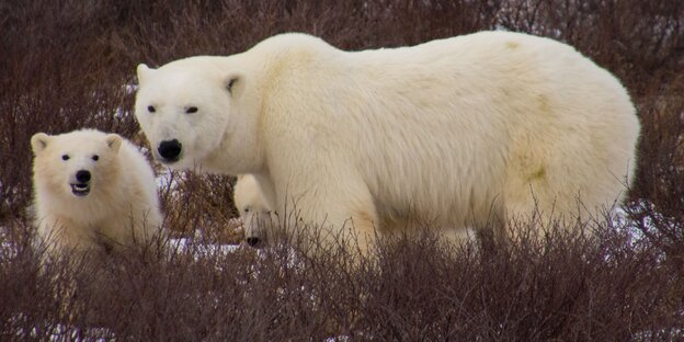 Eisbären in Churchill, Kanada Eisbären in Churchill, Kanada