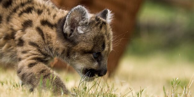 Ein junger Puma im Gras Ein junger Puma im Gras