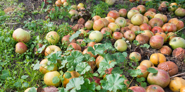 Äpfel liegen am Boden Äpfel liegen am Boden
