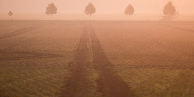 abgeernteter Acker im nebel