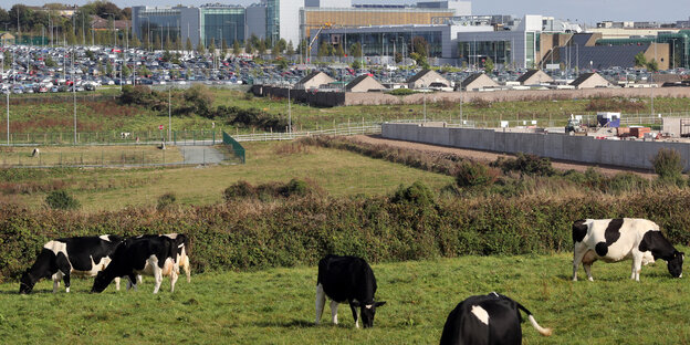 Kühe auf einer Wiese in Irland - dahinter eine Apple-Fabrik Kühe auf einer Wiese in Irland - dahinter eine Apple-Fabrik