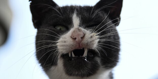 Katze fletscht die Zähne Katze fletscht die Zähne