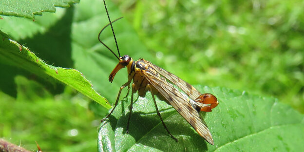 Eine männliche Skorpionsfliege mit Stachel sitzt auf einem Blatt Eine männliche Skorpionsfliege mit Stachel sitzt auf einem Blatt