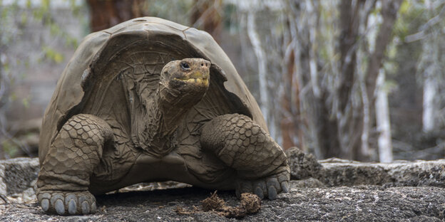 Eine große Schildkröte Eine große Schildkröte