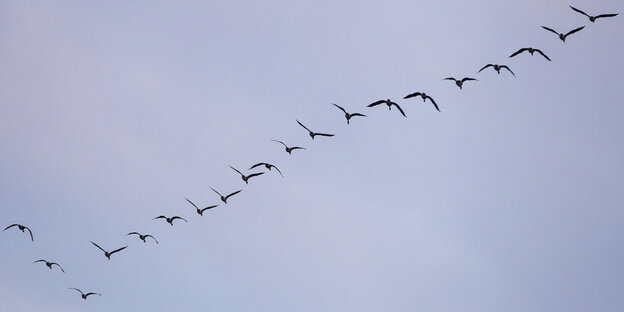 Mehrere Wildgänse fliegen am Himmel in einer diagonal aussehenden Reihe Mehrere Wildgänse fliegen am Himmel in einer diagonal aussehenden Reihe