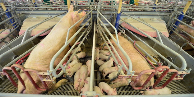 zwei Schweine, die in winzige Gehege gezwängt sind, daneben ihre kleinen Ferkel zwei Schweine, die in winzige Gehege gezwängt sind, daneben ihre kleinen Ferkel