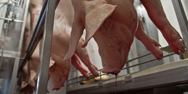 Tote Schweine hängen an einer Vorrichtung und bluten aus Tote Schweine hängen an einer Vorrichtung und bluten aus