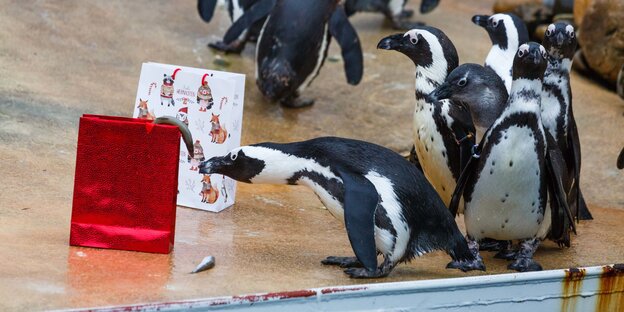 Pinguine bekommen Weihnachtspaket Pinguine bekommen Weihnachtspaket