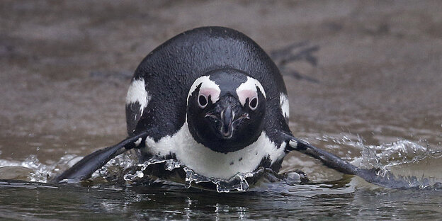 ein Pinguin, der auf Gestein schlittert - von vorne ein Pinguin, der auf Gestein schlittert - von vorne