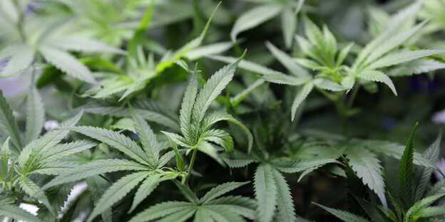 Cannabispflanze Cannabispflanze