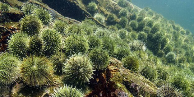 Seeigel auf dem Meeresgrund Seeigel auf dem Meeresgrund