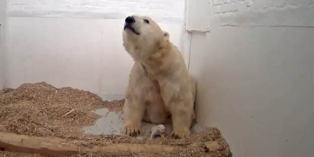 Eine Eisbärin wirft Eine Eisbärin wirft