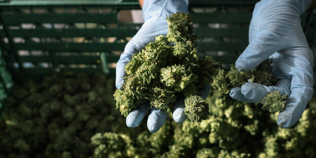 Medizinische Cannabis-Knospen werden von einem Mitarbeiter gezeigt. Medizinische Cannabis-Knospen werden von einem Mitarbeiter gezeigt.