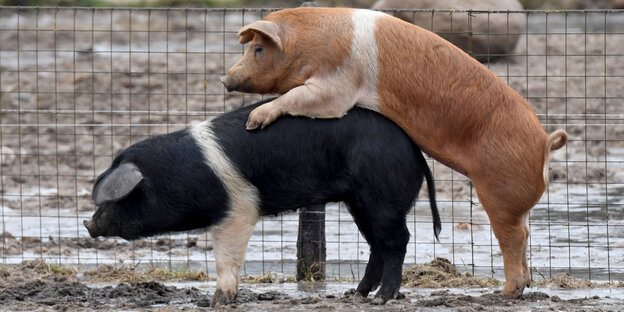 Zwei Schweine ficken Zwei Schweine ficken