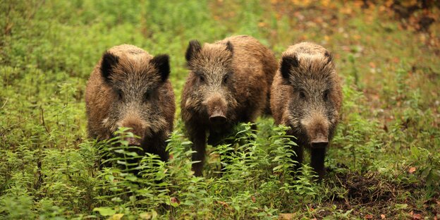 Drei Wildschweine Drei Wildschweine