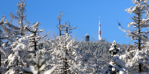 Schnee in einem Waldgebiet