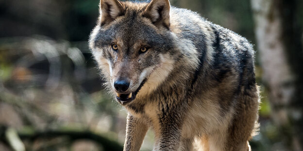 Ein Wolf mit einem halb geöffneten Maul.