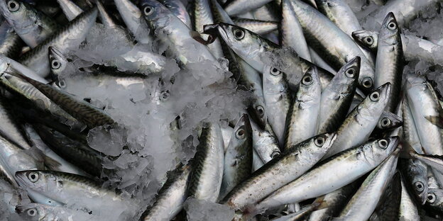 Viele kleine Sardinen liegen übereinander Viele kleine Sardinen liegen übereinander
