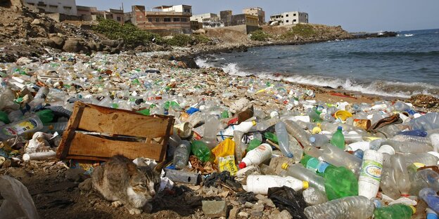 Viel Plastikmüll liegt an einem Strand. Vorne hockt eine Katze