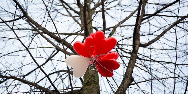 In einem kahlen Baum hängen rote und ein weißer Luftballon In einem kahlen Baum hängen rote und ein weißer Luftballon