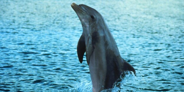 Ein Delfin Ein Delfin