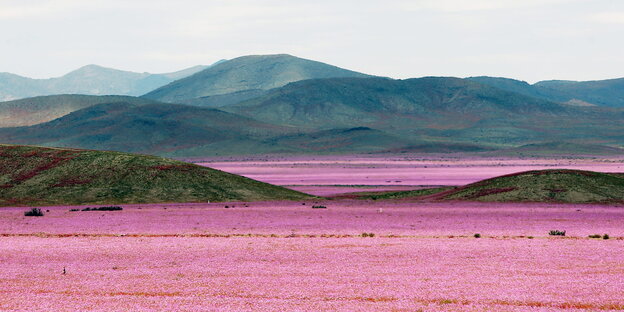 eine gebirgige Landschaft mit weiten Wiesen voller purpurfarbener Blumen eine gebirgige Landschaft mit weiten Wiesen voller purpurfarbener Blumen