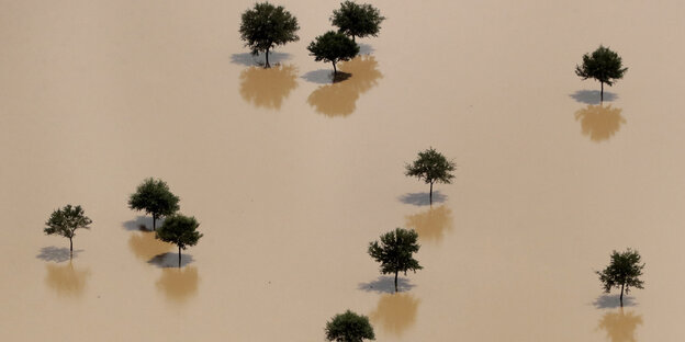 Bäume stehen im Wasser Bäume stehen im Wasser