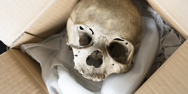 Menschlicher Schädel in einem Karton Menschlicher Schädel in einem Karton