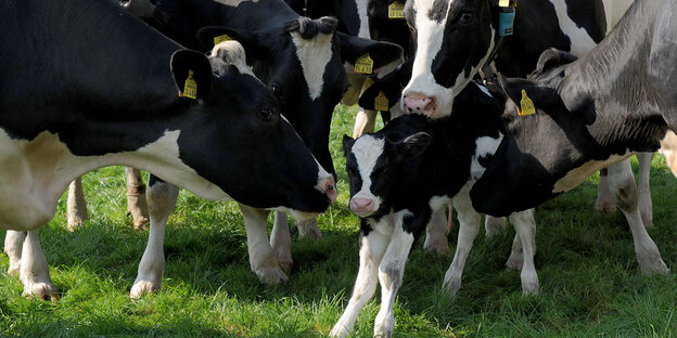 Mehrere Kühe stehen um ein Kalb herum Mehrere Kühe stehen um ein Kalb herum