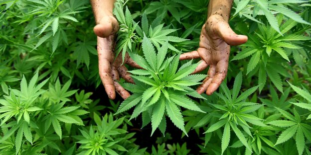 Eine Hand umfasst eine Cannabis-Pflanze. Eine Hand umfasst eine Cannabis-Pflanze.