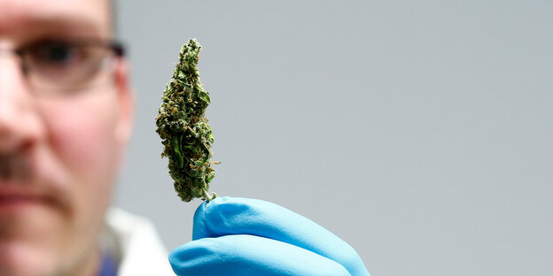 Laborant mit Cannabispollen Laborant mit Cannabispollen
