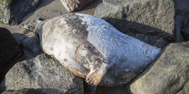 Eine tote Robbe zwischen Steinen am Strand Eine tote Robbe zwischen Steinen am Strand
