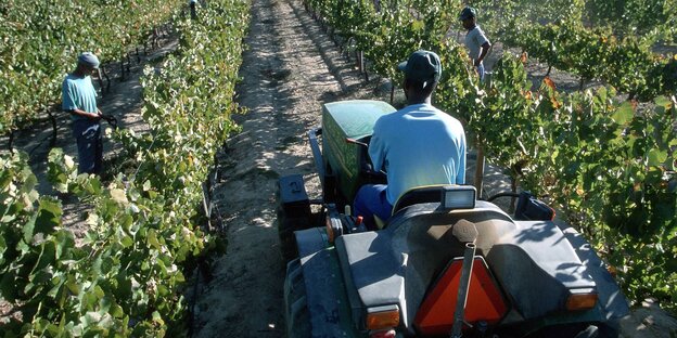 Arbeiter auf einem südafrikanischen Weingut