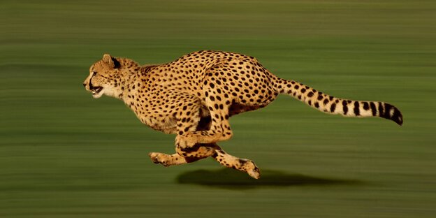 Ein Gepard auf der Jagd Ein Gepard auf der Jagd