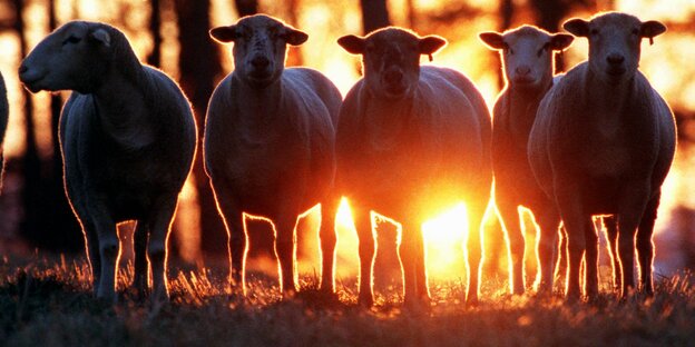 Schafe im Dämmerlicht Schafe im Dämmerlicht