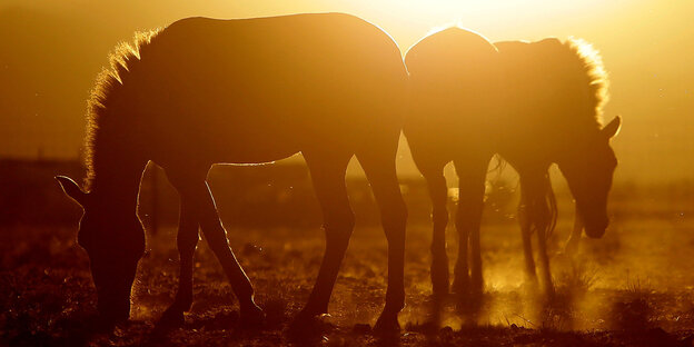 Zwei Przewalski-Pferde, vom Licht des Sonnenaufgangs beleuchtet Zwei Przewalski-Pferde, vom Licht des Sonnenaufgangs beleuchtet