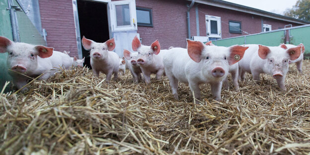 Mehrere Ferkel im Freien