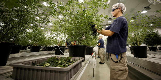 Arbeiter beschneidet Cannabispflanze in Plantage Arbeiter beschneidet Cannabispflanze in Plantage