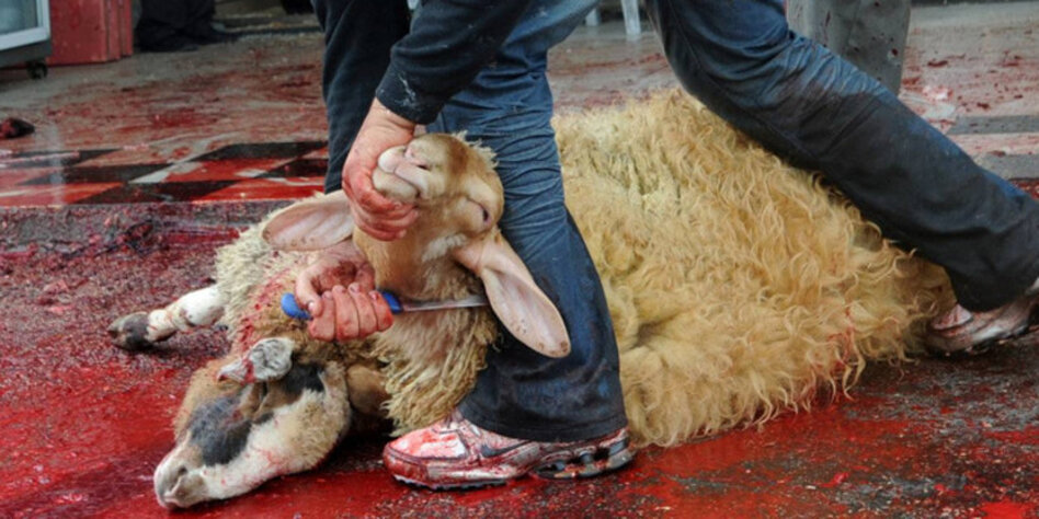 Niederlande verbietet Schächtung: Tierschutz vor Religionsfreiheit Niederlande verbietet Schächtung: Tierschutz vor Religionsfreiheit